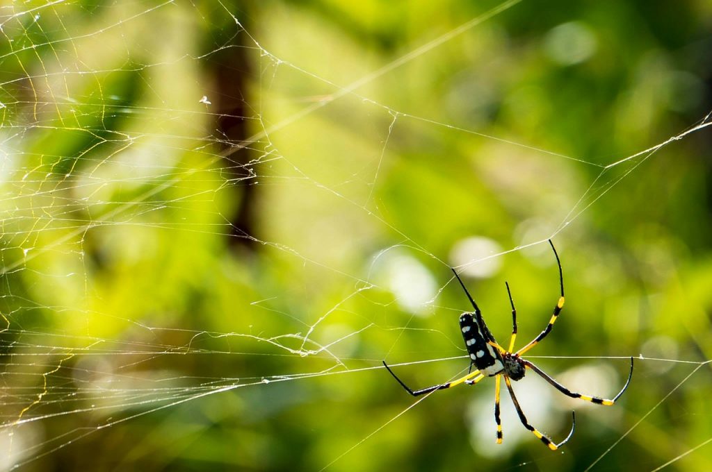 Web Spider for web Crawling