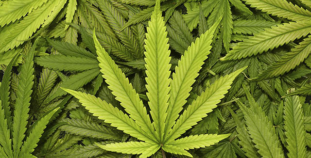 Finally: Technology Breathes New Life in Marijuana